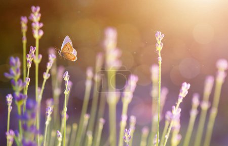 Foto de Arte abstracto; Hermoso fondo de verano con flores de lovanda silvestres florecientes y mariposas voladoras en un prado soleado - Imagen libre de derechos