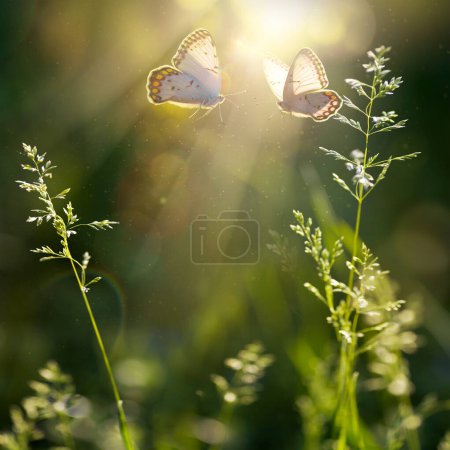 Foto de Verano bosque claro con hierba floreciente y mariposas en un día soleado; iluminación trasera, alta ke - Imagen libre de derechos