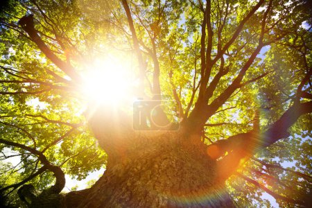 Téléchargez les photos : Fond naturel d'été ou d'automne ; grand vieux chêne contre le soleil - en image libre de droit
