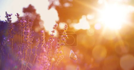 Foto de Arte abstracto; Hermoso fondo de atardecer de verano con flores de lovanda silvestres florecientes y mariposas voladoras en un prado soleado - Imagen libre de derechos