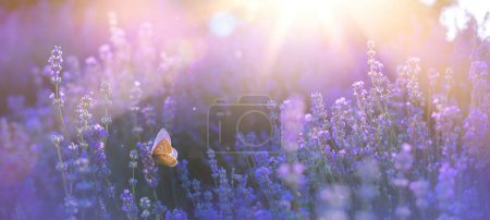 Téléchargez les photos : Floraison d'une fleur d'été de lavande et d'un papillon volant sur fond de paysage estival au coucher du soleil - en image libre de droit