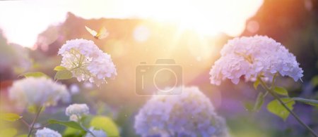 Foto de Parque de flores de verano, rosa con luz del sol de la mañana, fondo idílico de primavera con arbustos florecientes y mariposas voladoras en el jardín. Sol rosa amanecer mañana y hermoso bokeh - Imagen libre de derechos