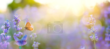 Téléchargez les photos : Art Summer Fleurs sauvages et papillon mouche dans une prairie au coucher du soleil. Image macro, faible profondeur de champ. Résumé été nature fond avec copie spac - en image libre de droit