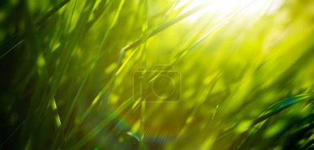 Foto de Arte hierba verde en un prado al atardecer. Imagen macro, profundidad de campo superficial. Resumen verano naturaleza textura backgroun - Imagen libre de derechos