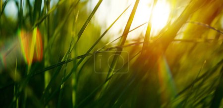 Foto de Arte hierba verde en un prado al atardecer. Imagen macro, profundidad de campo superficial. Resumen verano naturaleza textura backgroun - Imagen libre de derechos