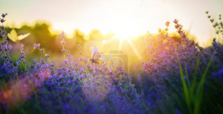 Foto de Pradera de verano con muchas flores de lavanda de verano y mariposas en un día soleado - Imagen libre de derechos