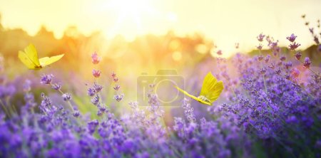 Sommerwaldlichtung mit blühenden Lavendelblüten und Schmetterlingen an einem sonnigen Tag; Hintergrundbeleuchtung, hohe