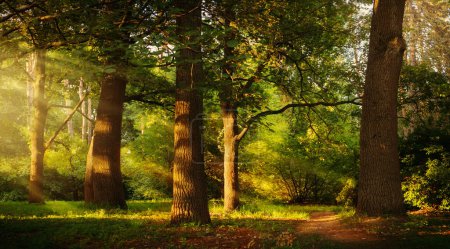 Foto de Hermosos rayos de luz solar en un verde bosque de robles de verano; - Imagen libre de derechos