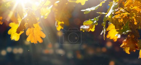 Foto de Hermoso paisaje otoñal con árboles de otoño amarillo y sol. Colorido follaje en el bosque. Fondo natural - Imagen libre de derechos