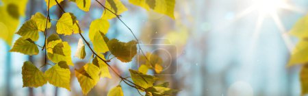 Foto de Hermoso paisaje otoñal con árboles de otoño amarillo y sol. Colorido follaje en el bosque. trasfondo natural - Imagen libre de derechos