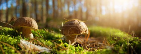 Photo for Edible porcini mushrooms in a sunny autumn forest - Royalty Free Image