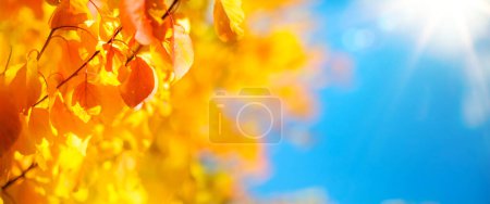 Foto de Sol amarillo septiembre otoño hojas sobre fondo azul cielo; decorar un amplio fondo borroso en los frentes de otoño - Imagen libre de derechos