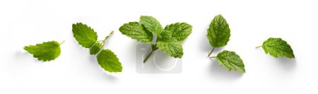 Foto de Colección de hojas de menta fresca sobre fondo blanco; elemento de diseño de alimentos - Imagen libre de derechos