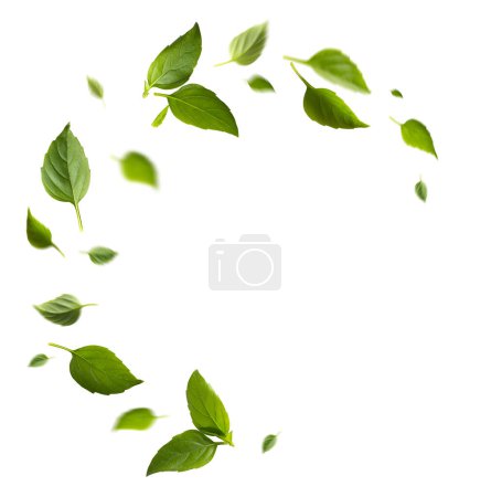 Foto de Condimento hierba hojas frescas albahaca sobre fondo blanco - Imagen libre de derechos