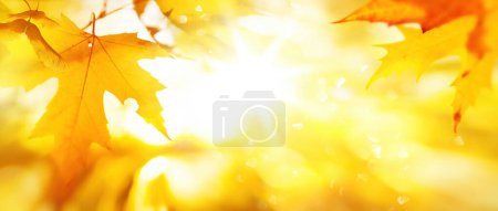 Foto de Arte abstracto otoño amarillo hojas marco; soleado otoño bosque fondo; - Imagen libre de derechos