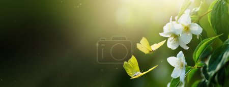 Photo for Beautiful spring or summer blooming banner, blooming jasmine bush and flying butterflies on a green background. Soft selective focus; Copy Spas - Royalty Free Image