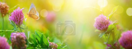 Foto de Fondo de naturaleza soleada de primavera o verano con mariposa mosca y flores de trébol silvestres en hierba con luz solar y bokeh. Naturaleza exterior - Imagen libre de derechos
