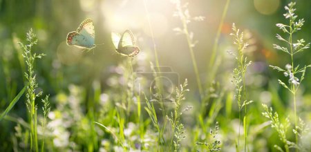 Foto de Claro de bosque de primavera con hierba floreciente y mariposas en un día soleado; iluminación trasera, llave alta; bandera copia spac - Imagen libre de derechos