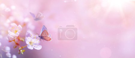 Foto de Árbol de flor de primavera y mariposa mosca; Fondo de jardín floreciente de primavera rosa, Tiempo de Pascua en el fondo natural de la bandera borrosa soleada - Imagen libre de derechos