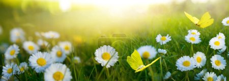 Foto de Resumen Flor primaveral en un prado soleado; puesta de sol primaveral sobre un prado floreciente. flores blancas y mariposas volando cálida hora dorada puesta del sol hora del amanecer. - Imagen libre de derechos