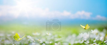 Téléchargez les photos : Beautiful blurred spring background nature with blooming glade, butterfly and blue sky on a sunny day - en image libre de droit