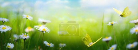 Foto de Hermosa pradera de primavera con flores blancas de primavera y una mariposa voladora en un soleado día de Pascua - Imagen libre de derechos