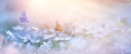 Photo for Blooming spring flower and fly Butterfly on springtime fores glade; delicate white primroses in the rays of transparent sunlight of the morning light, soft focus macro. Beautiful background of spring nature. - Royalty Free Image