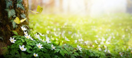 Foto de Hermosas flores blancas de primavera de anémonas y mariposa voladora en el claro soleado en el bosque de primavera; Paisaje del bosque de primavera de Pascua con prímulas florecientes - Imagen libre de derechos