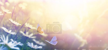 Foto de Hermosa primavera campo prado flores manzanilla. mariposa voladora en el soleado prado primaveral matutino, paisaje natural, pancarta de gran formato, espacio para copiar. - Imagen libre de derechos