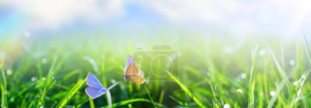 Foto de Campo de hierba verde de primavera o verano natural con mariposa y fondo bokeh soleado - Imagen libre de derechos