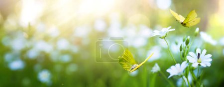 Téléchargez les photos : Forêt printanière ou estivale avec herbe à fleurs et papillons par une journée ensoleillée ; contre-jour, haute ke - en image libre de droit