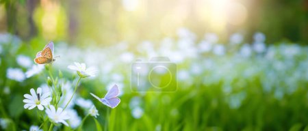 Téléchargez les photos : Forêt printanière avec beaucoup de fleurs printanières blanches et de papillons sur une da ensoleillée - en image libre de droit