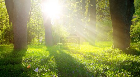 Foto de Primavera bosque naturaleza paisaje, hermoso sol primavera glade - Imagen libre de derechos