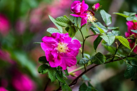 Strandrose (Rosa rugosa) blüht im Garten