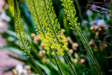 Photo for Closeup detail of Narrow leaved foxtail lily (Eremurus stenophyllus) - Royalty Free Image