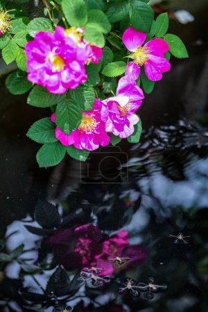 Foto de Rosa de playa (Rosa rugosa) flores en el jardín - Imagen libre de derechos
