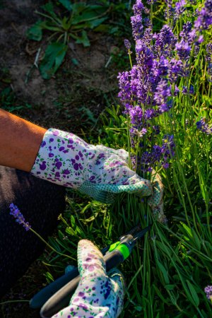 Téléchargez les photos : Détail rapproché des plantes de lavande dans le jardin - en image libre de droit