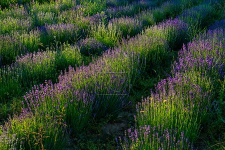 Photo for Closeup detail of the lavender plants in the garden - Royalty Free Image
