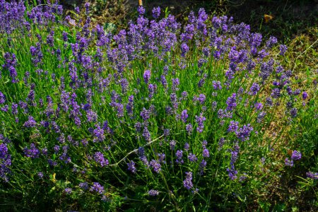 Photo for Closeup detail of the lavender plants in the garden - Royalty Free Image