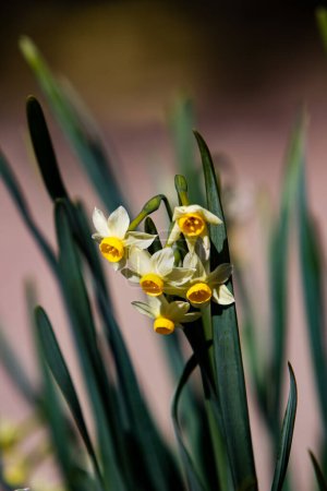 Téléchargez les photos : Closeup of the Paperwhite narcissus (Narcissus tazetta) in the field - en image libre de droit