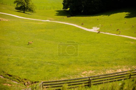 Photo for Reindeer on a foothills of Jelenov Greben in Slovenia - Royalty Free Image