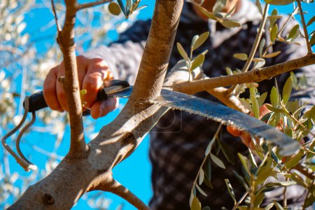 Photo for A man cuts a branch of an olive tree using a pruning saw in a plantation in Spain - Royalty Free Image