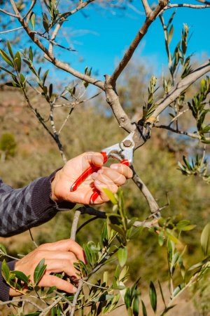 Photo for A man prunes an olive tree using a pair of pruning shears in a plantation in Spain - Royalty Free Image