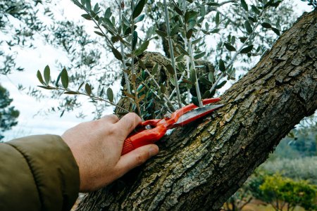Photo for Closeup of a man cutting some branches of an olive tree using a pair of pruning shears in a plantation in Spain - Royalty Free Image