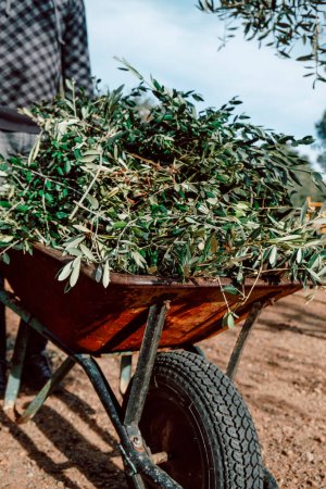 Photo for Closeup of a farmer man pushing a rusty wheelbarrow full of branches, after the pruning of olive trees, in an orchard in Catalonia, Spain - Royalty Free Image
