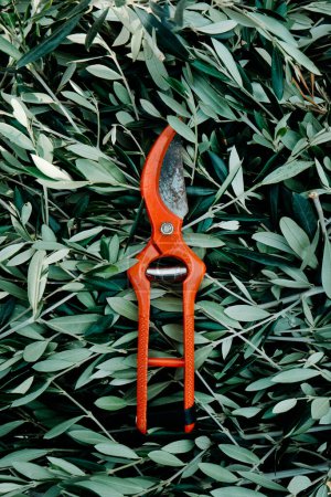 Foto de High angle view of a pair of orange pruning shears on a pile of olive tree prunings - Imagen libre de derechos