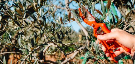 Photo for Man pruning an olive tree using a pair of pruning shears, in an orchard in Spain, in a panoramic format to use as web banner or header - Royalty Free Image