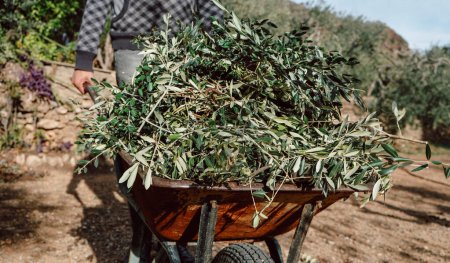 Téléchargez les photos : A man pushes a wheelbarrow full of olive branches after the pruning, in an orchard in Catalonia, Spain - en image libre de droit