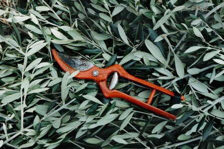 Téléchargez les photos : High angle view of a pair of colorful orange pruning shears on a pile of olive tree branches after the pruning - en image libre de droit