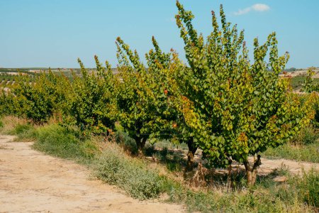 Photo for Detail of an orchard of apricot trees in Seros, Catalonia, Spain, on a sunny summer day - Royalty Free Image
